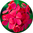 Geranium