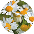 Chamomile