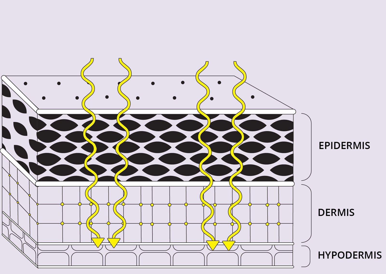 Types of dermis