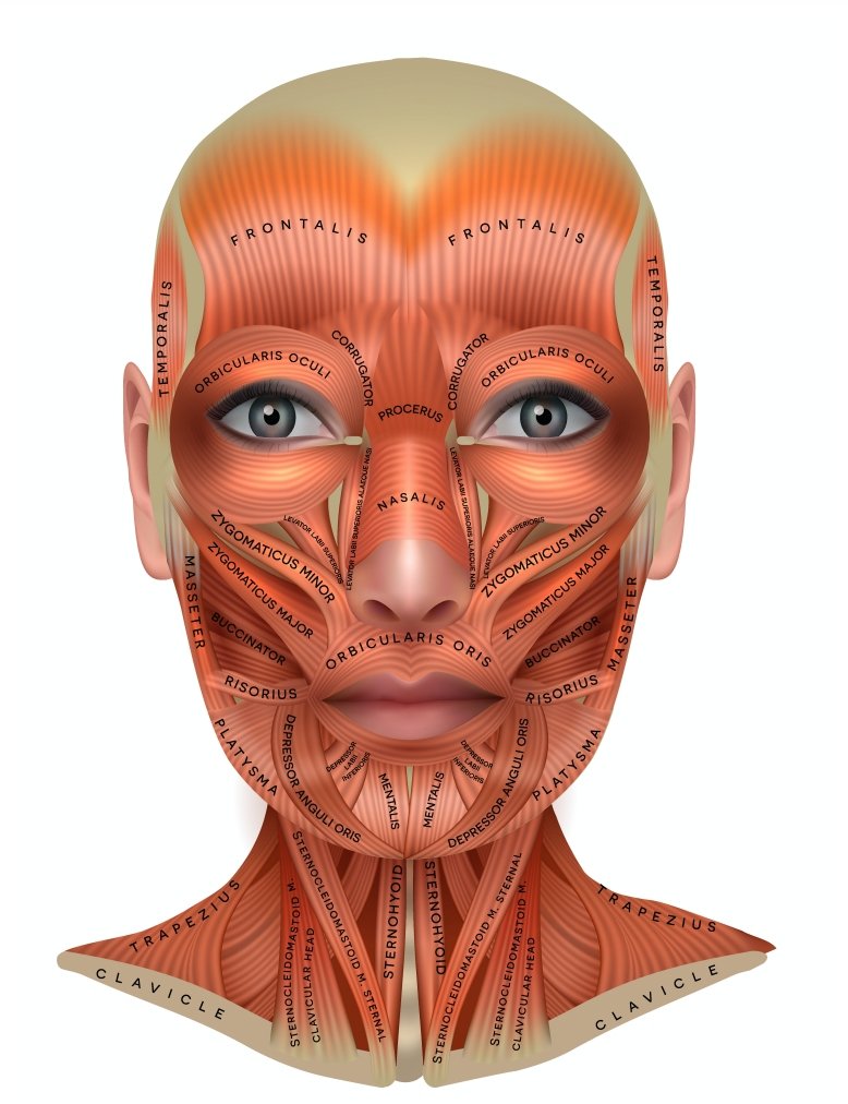 Facial Muscle Chart - 7E Wellness