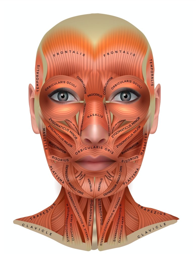 Facial Muscle Chart for Microcurrent Treatments