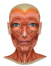 Facial Muscle Chart for Microcurrent Treatments